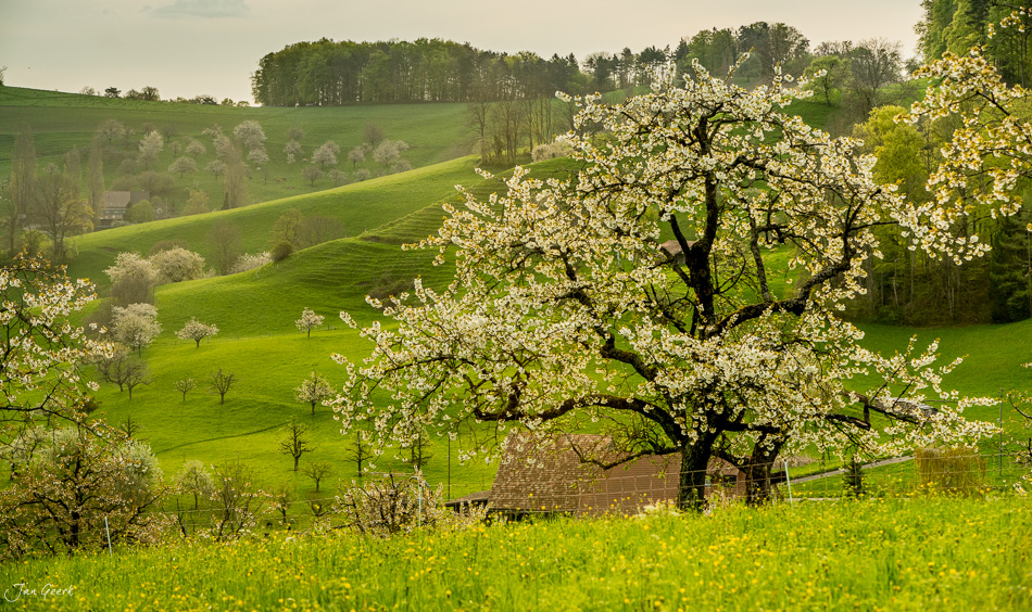 Blühende Kirschbäume in Titterten Frühling grüne Hügel Baselland Schweiz Jan Geerk Fotograf Basel