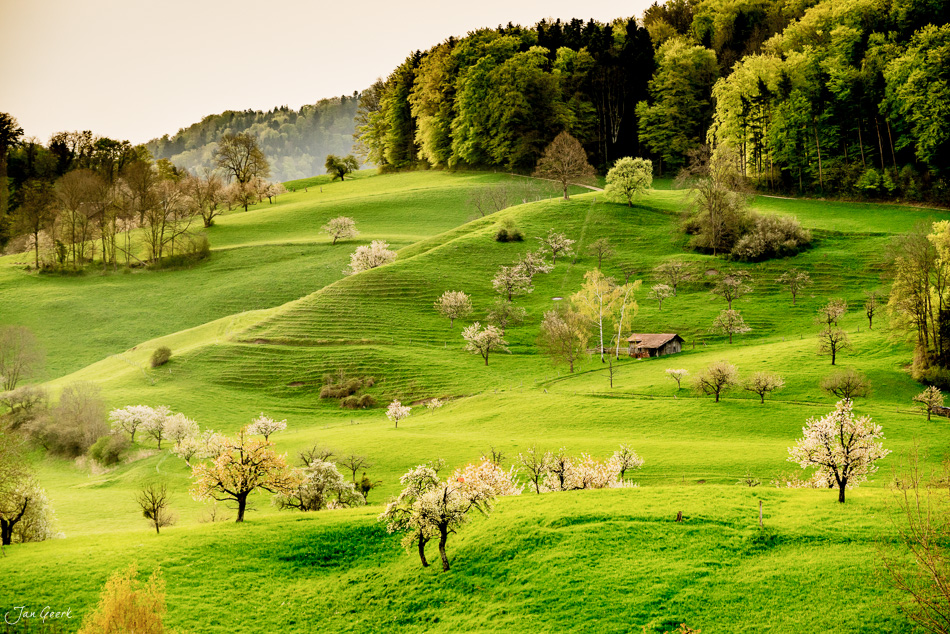 Blütenlandschaft mit Kirschbäumen im Frühling bei Arboltswil, Baselland, Schweiz – Jan Geerk Fotograf Basel
