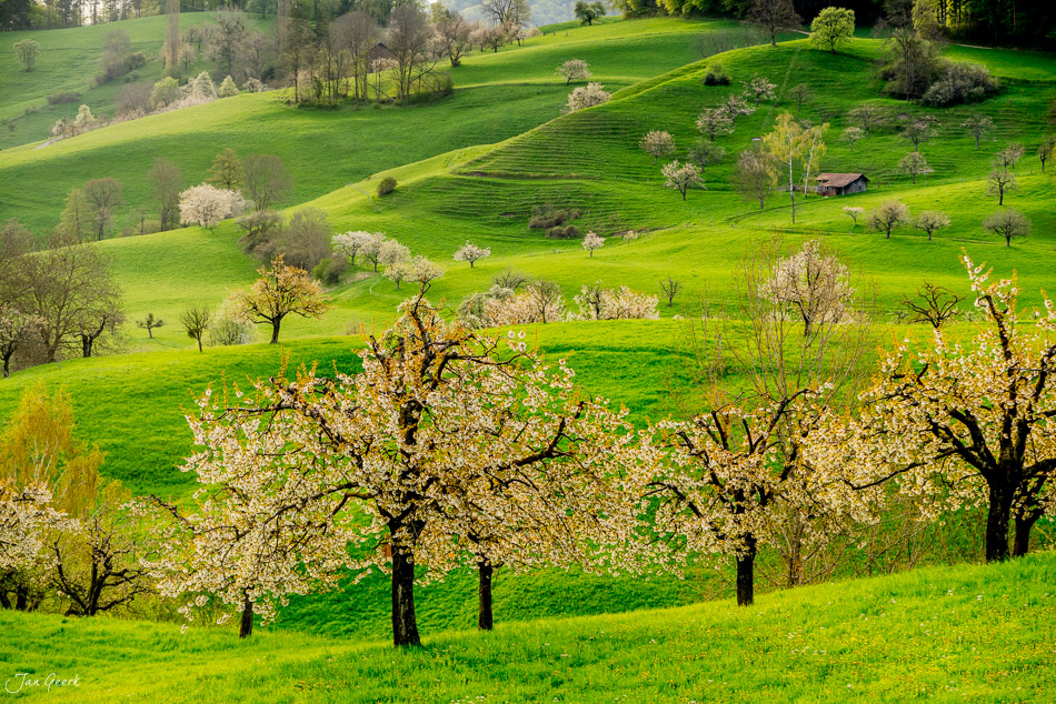 Kirschblüte in voller Blüte über grünen Wiesen in Titterten, Frühling im Baselbiet, Schweiz – Jan Geerk Fotograf Basel