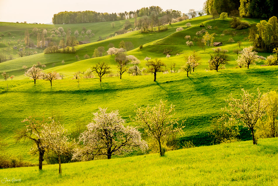 Kirschblütenlandschaft Titterten mit blühenden Obstbäumen im Frühling, Baselland Schweiz – Jan Geerk Fotograf Basel