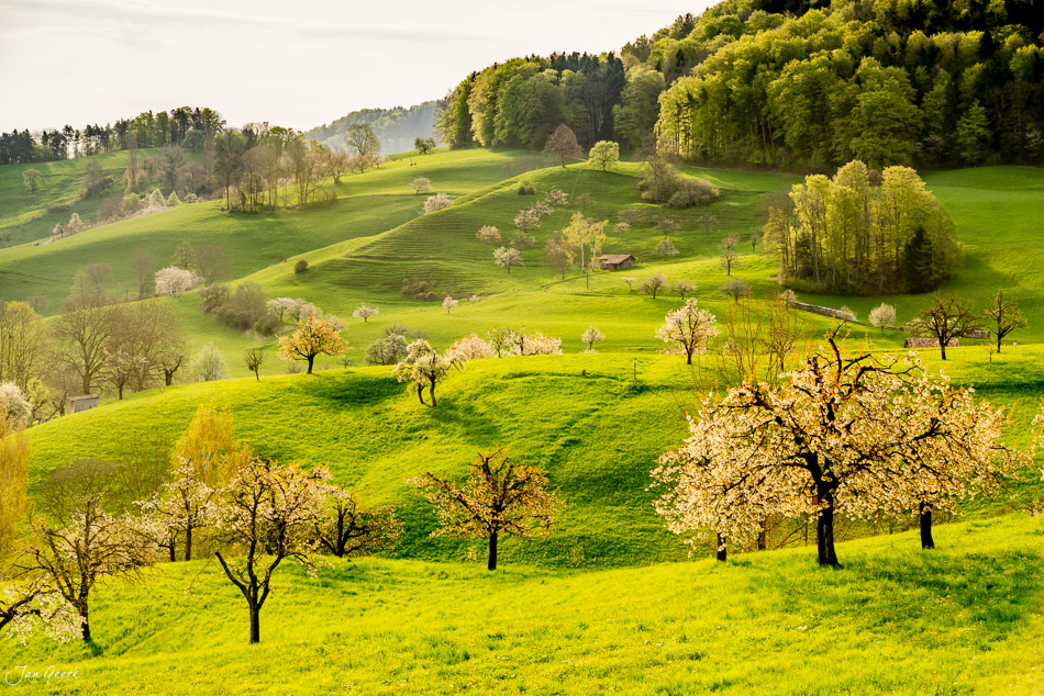 Blütenbaum-Landschaft in Titterten mit grünen Hügeln, Frühlingsstimmung, Baselland Schweiz – Jan Geerk Fotograf Basel