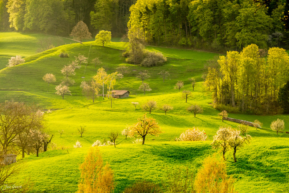 Blühende Kirschbäume in grüner Frühjahrslandschaft bei Titterten, Baselland Schweiz – Jan Geerk Fotograf Basel