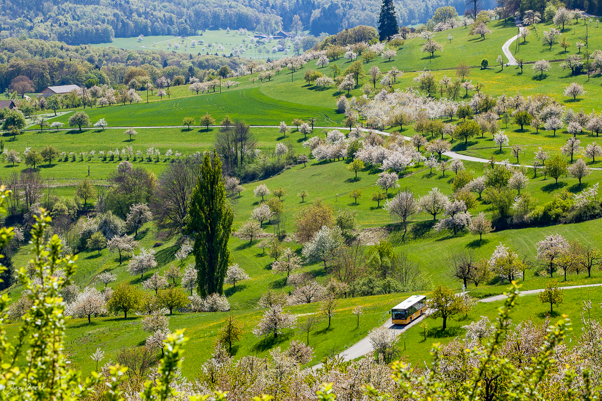 Blütenfeld mit Osterglocken Vue des Alpes Frühling Jura Schweiz Jan Geerk Fotograf Basel