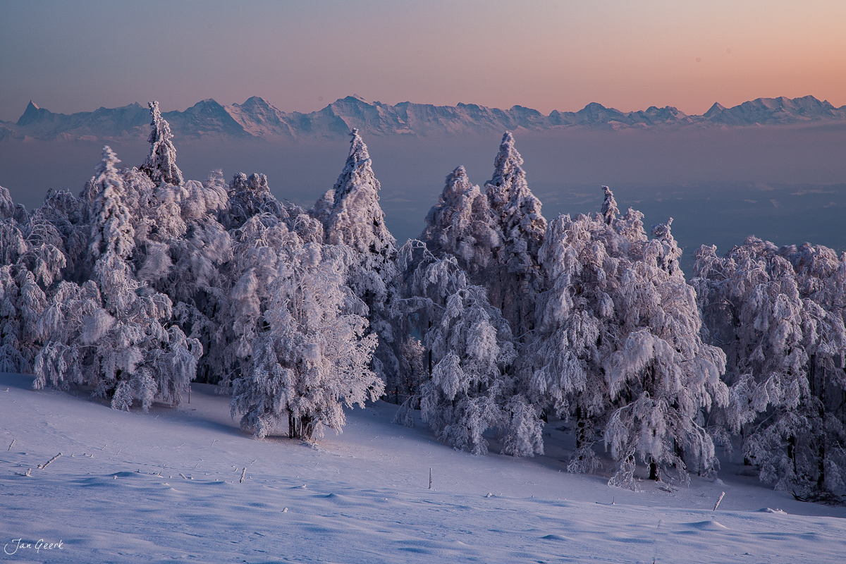 Verschneite Fichten und Alpenpanorama bei Sonnenaufgang in der Schweiz – Jan Geerk Fotograf Basel