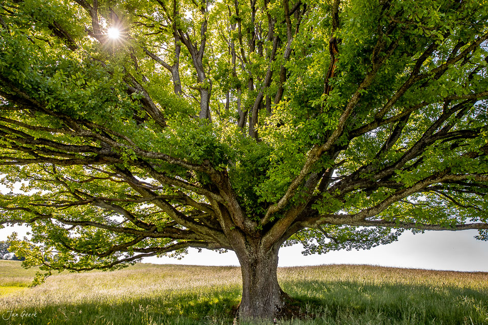 Majestätischer alter Baum in Wintersingen Baselland bei Sonnenschein, Frühling Schweiz Jan Geerk Fotograf Basel