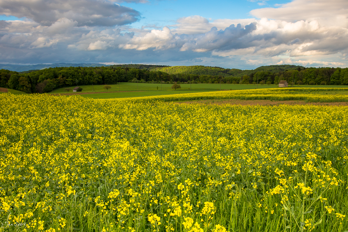 Rapsfeld in voller Blüte Wintersingen Baselbiet Schweiz Frühling – Jan Geerk Fotograf Basel