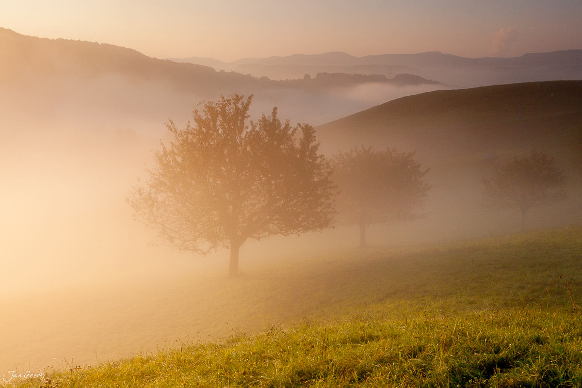 Einzelner Baum Nebel Sonnenaufgang Baselland Schweiz Jan Geerk Fotograf Basel