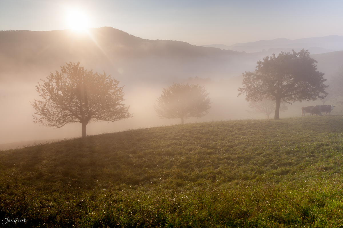 Neblige Wiesental Landschaft mit Einzelbäumen Sonnenaufgang Baselland Schweiz Jan Geerk Fotograf Basel