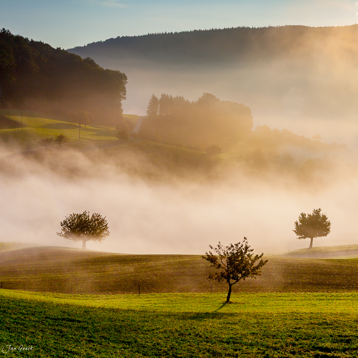 Einzelne Bäume in Nebel gehüllte Wiese Baselland Herbst Sonnenaufgang Schweiz Jan Geerk Fotograf Basel