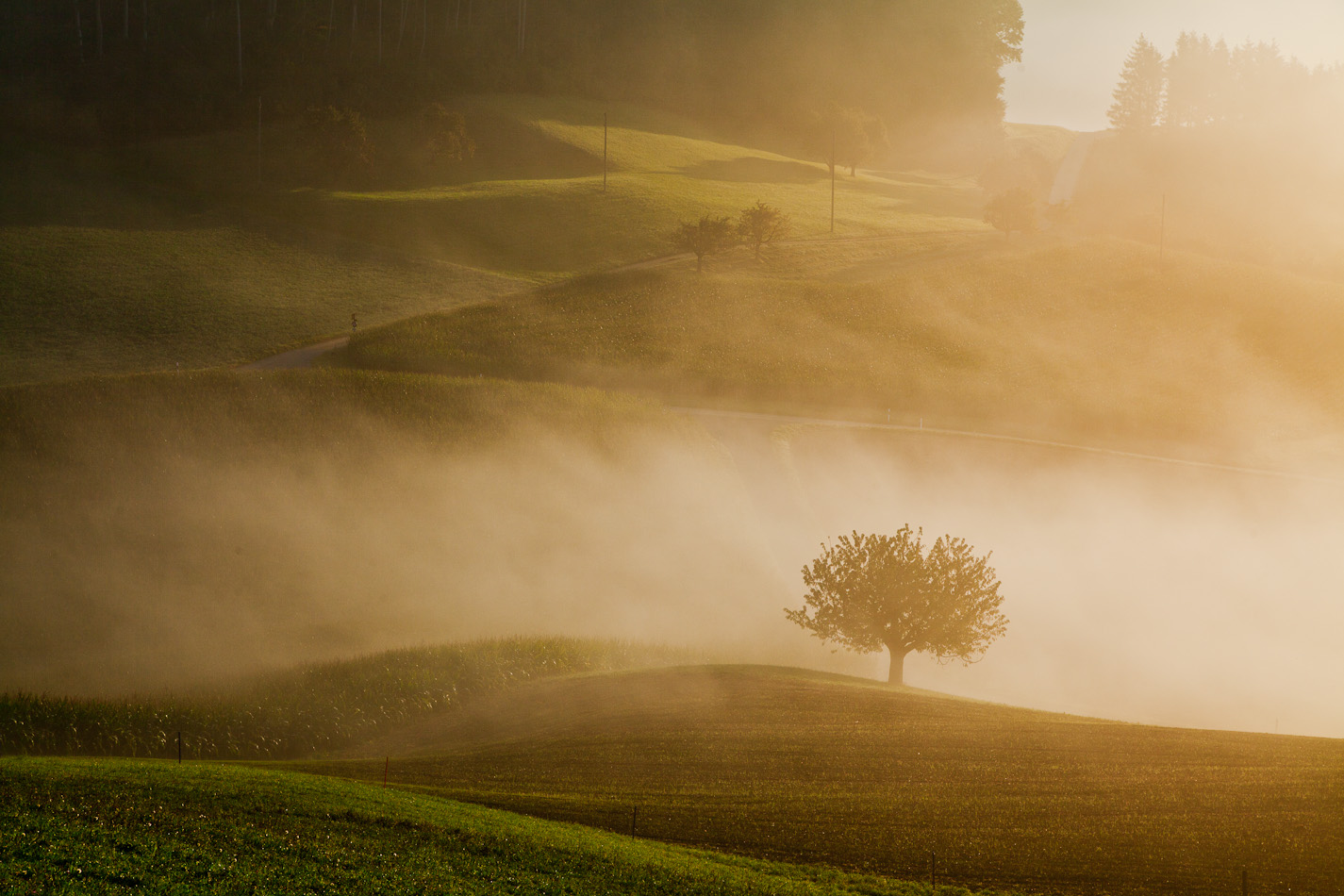 Einzelner Baum Morgennebel Baselland Herbst Schweiz Jan Geerk Fotograf Basel