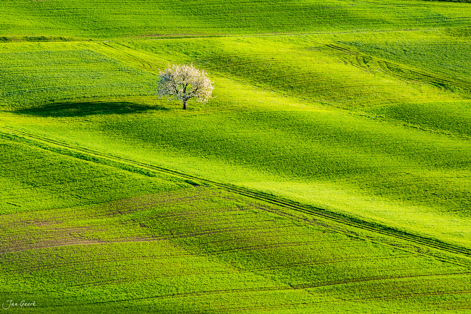 Einzelner Kirschbaum in voller Blüte auf grünem Feld in Arisdorf, Baselland, Schweiz – Jan Geerk Fotograf Basel