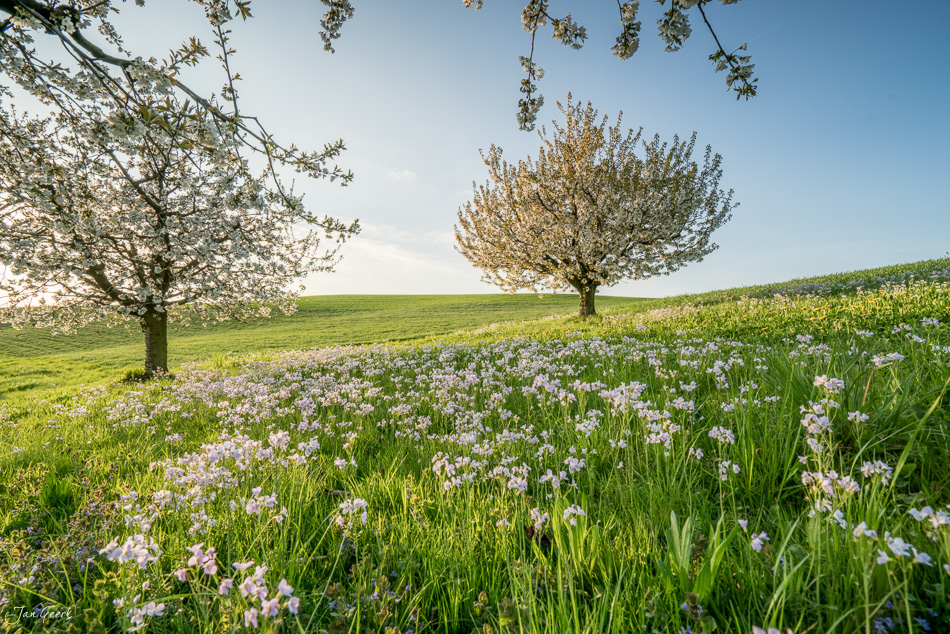 Kirschblüte und Löwenzahnwiese in Arisdorf während Frühjahrsblüte im Baselbiet Schweiz – Jan Geerk Fotograf Basel