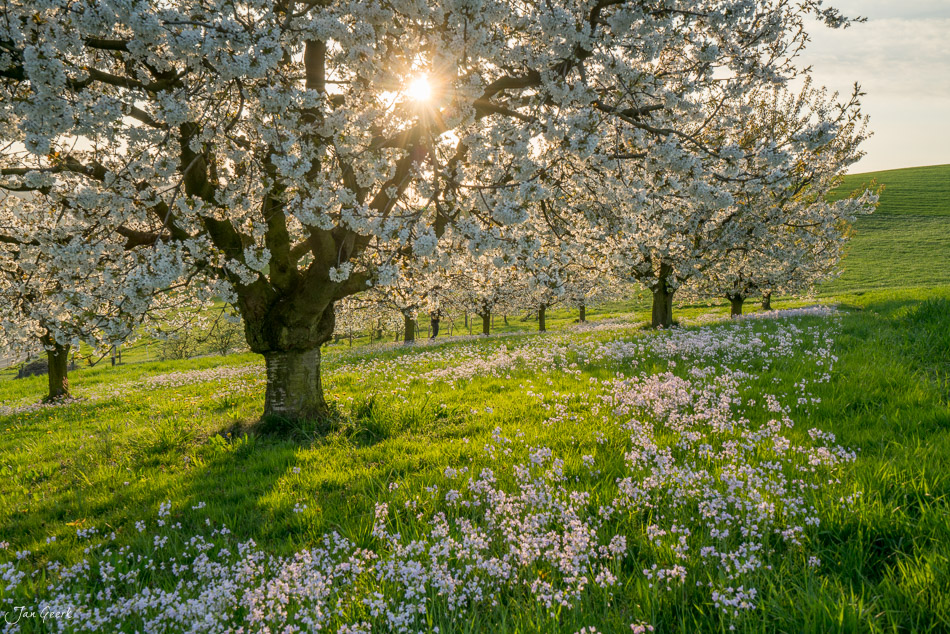 Kirschblüte in voller Blüte mit Frühjahrsblühern im Baselbiet Arisdorf Schweiz Jan Geerk Fotograf Basel