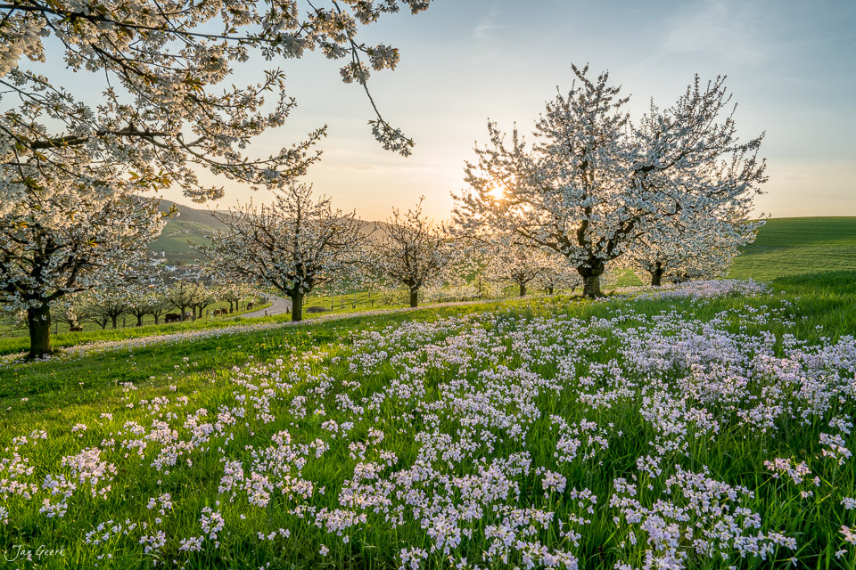 Blühende Kirschbäume mit weißen Blüten und lila Blumen im Frühjahr in Arisdorf Baselland Schweiz – Jan Geerk Fotograf Basel