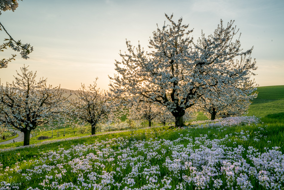 Blühende Kirschbäume mit violetten Blüten in grüner Wiese bei Arisdorf im Baselland, Frühling Schweiz – Jan Geerk Fotograf Basel