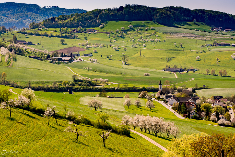 Grüne Hügellandschaft mit Kirschbäumen in Blüte bei Arisdorf im Fricktal Schweiz – Jan Geerk Fotograf Basel