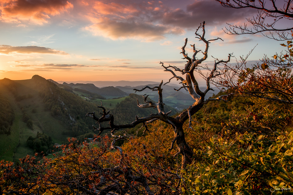 Knorriger Baum auf Passwang mit Herbstfärben, Jura-Landschaft im Golden-Hour-Licht, Schweiz – Jan Geerk Fotograf Basel