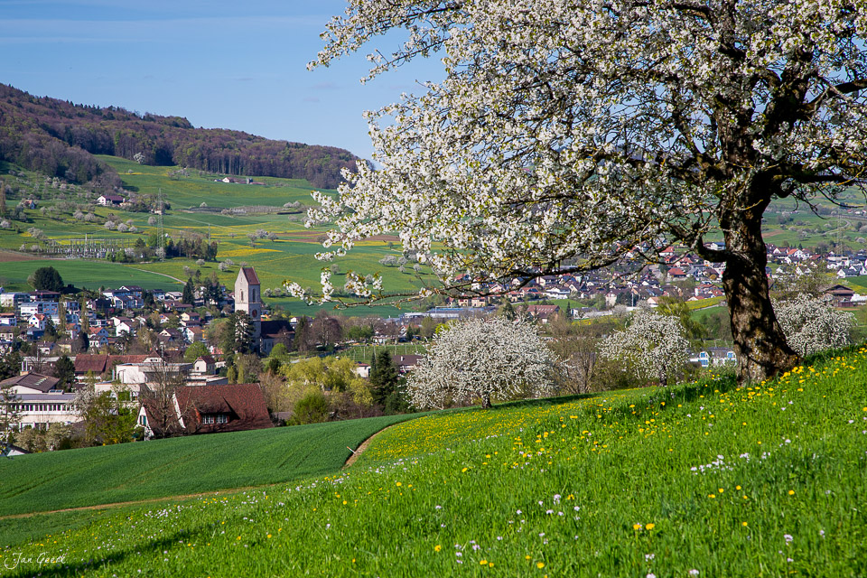 Kirschblüte über Gelterkinden im Frühling, Baselbiet, Schweiz – Jan Geerk Fotograf Basel