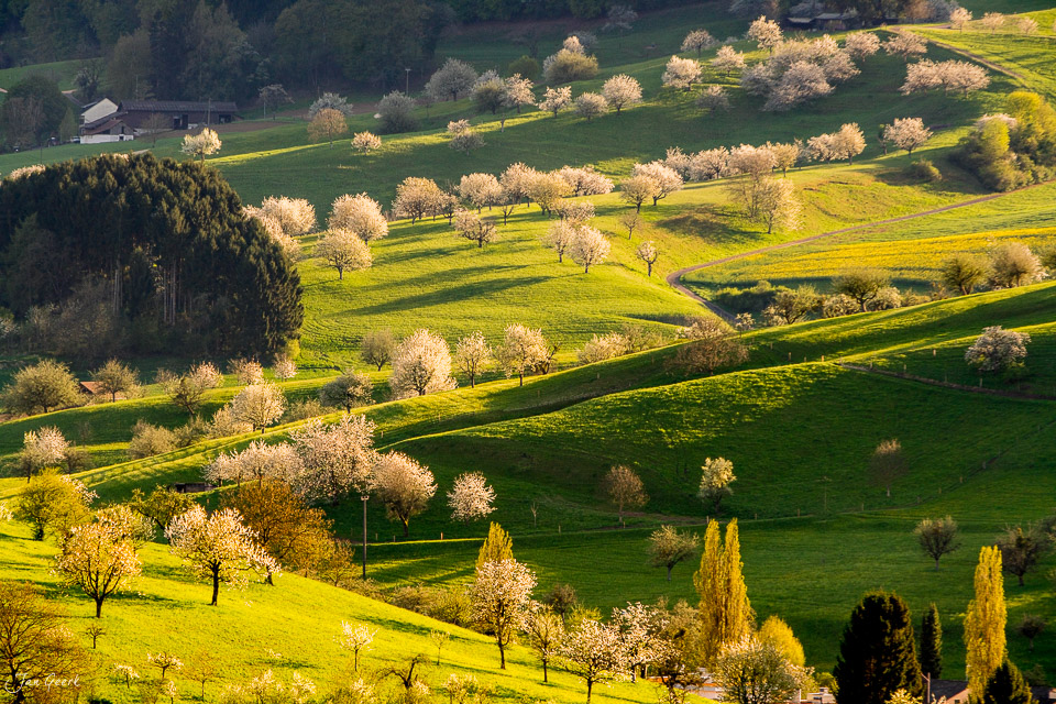 Kirschblüten und grüne Wiesen in Magden im Frühlingslicht, Fricktal Baselland Schweiz – Jan Geerk Fotograf Basel