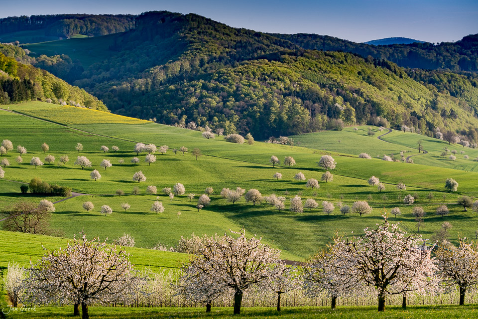 Blühende Kirschbäume in Magden auf grünen Hügeln im Frühling, Nordwestschweiz – Jan Geerk Fotograf Basel