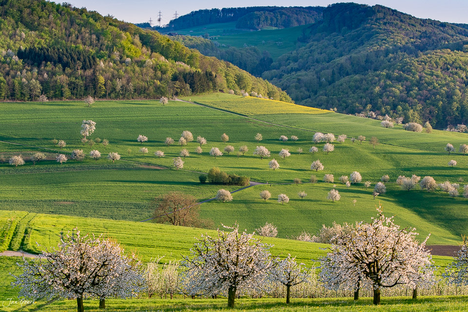 Kirschblüte in Magden mit blühenden Obstbäumen im Fricktal, Frühlingslicht, Baselland Schweiz – Jan Geerk Fotograf Basel