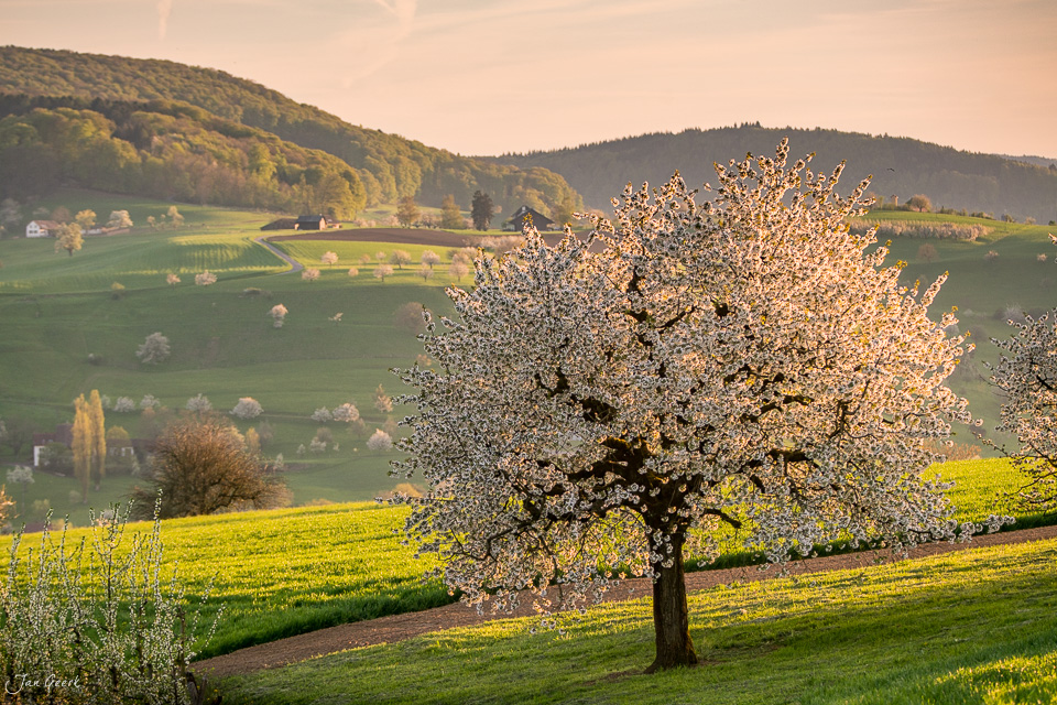 Blühende Kirschbäume in Magden während der Frühjahrsblüte mit grünen Feldern und Hügeln der Nordwestschweiz – Jan Geerk Fotograf Basel