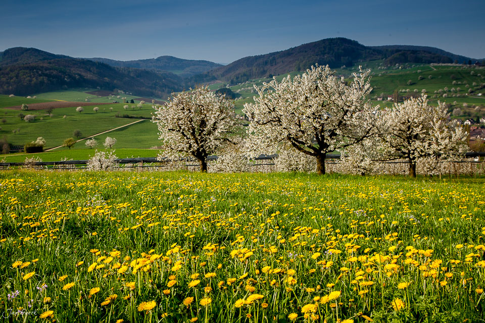 Kirschblüte in Maisprach mit gelben Löwenzahnwiesen, grüne Hügel und Berge im Frühling, Baselbiet Schweiz – Jan Geerk Fotograf Basel