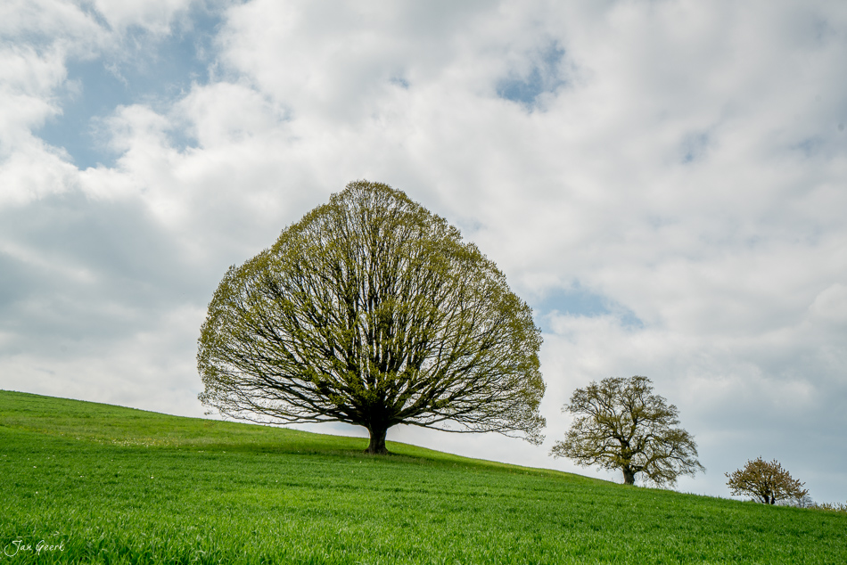 Einzelner Baum auf grüner Wiese in Oltingen, Frühlingsstimmung mit Wolkenhimmel, Baselland Schweiz – Jan Geerk Fotograf Basel