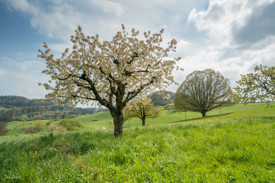 Blühender Kirschbaum in grüner Frühjahrswiese in Oltingen, Baselbiet, Schweiz – Jan Geerk Fotograf Basel