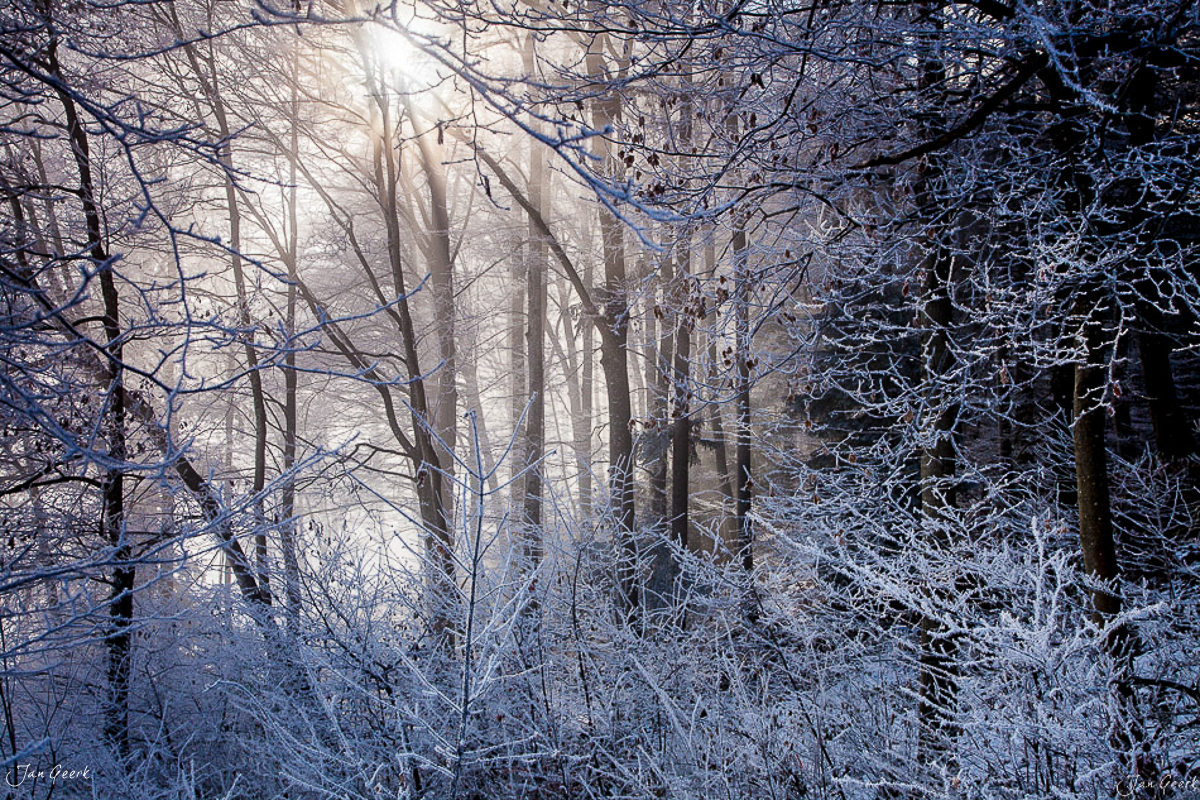 Winterwald mit Rauhreif im Naturpark Jura, verschneite Bäume im Morgenlicht, Schweiz – Jan Geerk Fotograf Basel