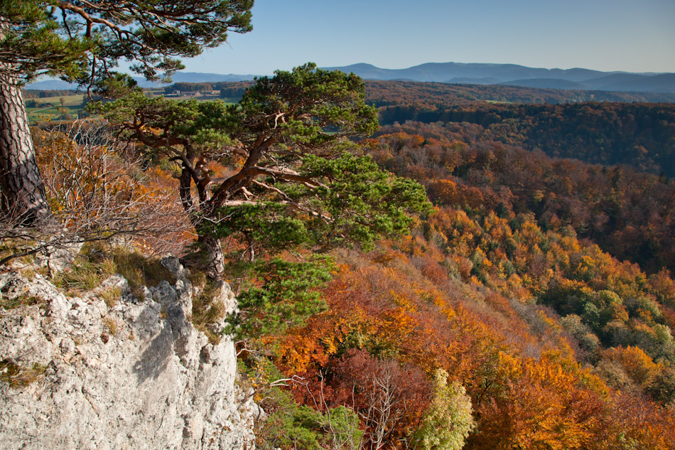 Kiefer auf Felsen Herbstlandschaft Arlesheim Baselland Solothurn Schweiz Jan Geerk Fotograf Basel