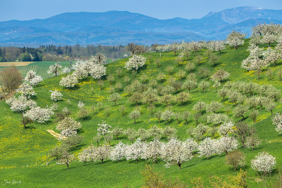 Kirschblüte Arisdorf Frühling Baselland Schweiz Jan Geerk Fotograf Basel