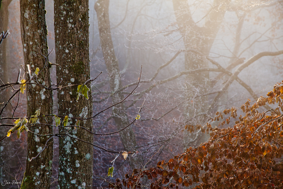 Bäume mit Rauhreif und Herbstlaub Belchen Eptingen Novembernebel Baselland Schweiz – Jan Geerk Fotograf Basel