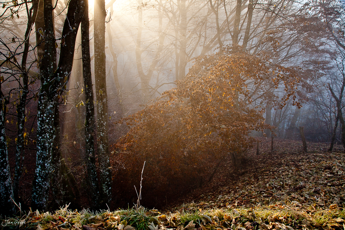Nebelwald mit Rauhreif am Belchen Eptingen Herbst Baselland Schweiz Jan Geerk