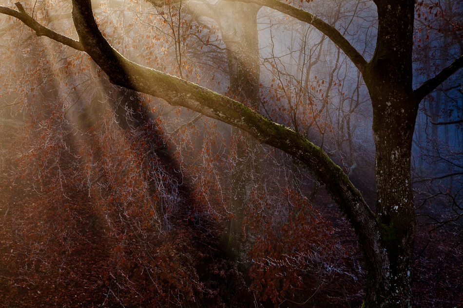 Baum mit Rauhreif im Nebel Belchen Eptingen Novembermorgen Baselland Schweiz Jan Geerk Fotograf Basel