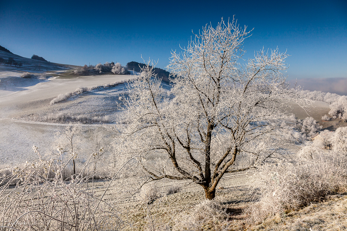 Raureif bedeckter Baum in winterlicher Landschaft, Nordwestschweiz, klarer Wintertag – Jan Geerk Fotograf Basel