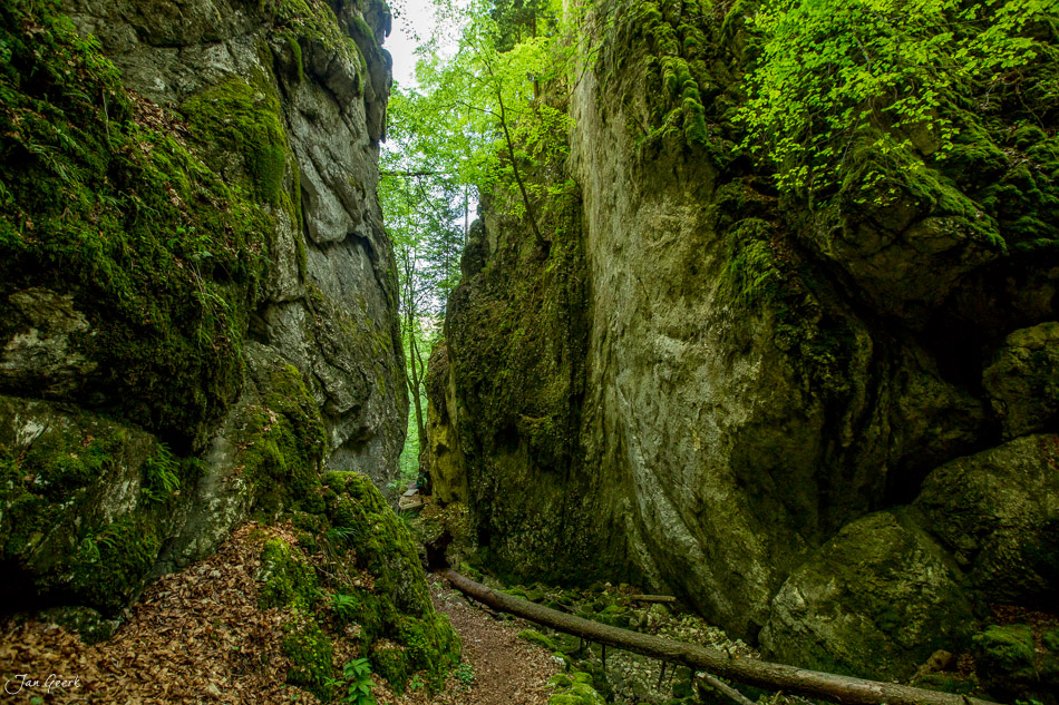 Moosbedeckte Felswände in der Wolfsschlucht bei Welschenrohr, grüne Frühlingsstimmung im Jura, Schweiz – Jan Geerk Fotograf Basel