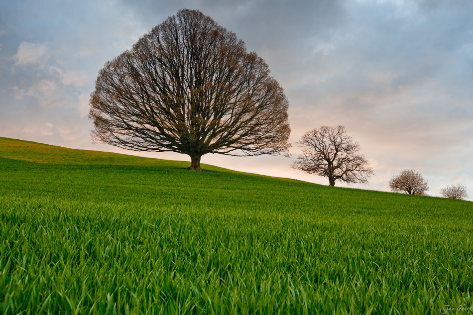 Alte Laubbäume auf grüner Wiese Frühling Nordwestschweiz Schweiz – Jan Geerk Fotograf Basel