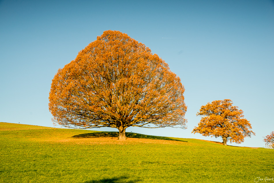 Herbstliche Bäume in Wintersingen mit goldgelbem Laub und grüner Wiese unter blauem Himmel, Baselland Schweiz – Jan Geerk Fotograf Basel