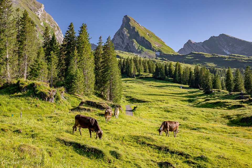 Alpwirtschaft mit Kühen auf der Sellamatt Alp mit Churfirsten Berggipfel im Hintergrund Sommer Schweiz – Jan Geerk Fotograf Basel