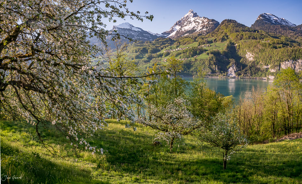 Obstbäume in Blüte am Walensee mit Bergen im Frühling, Ostschweiz – Jan Geerk Fotograf Basel