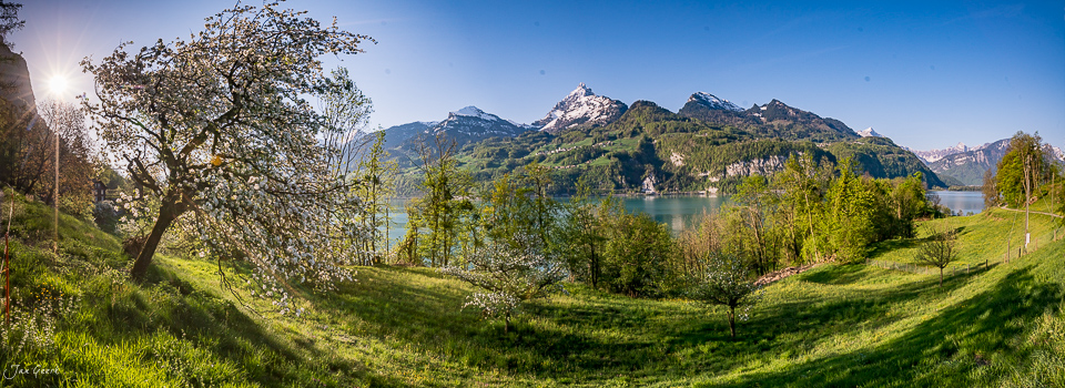 Blühende Obstbäume am Walensee mit Bergen im Frühling, Ostschweiz – Jan Geerk Fotograf Basel