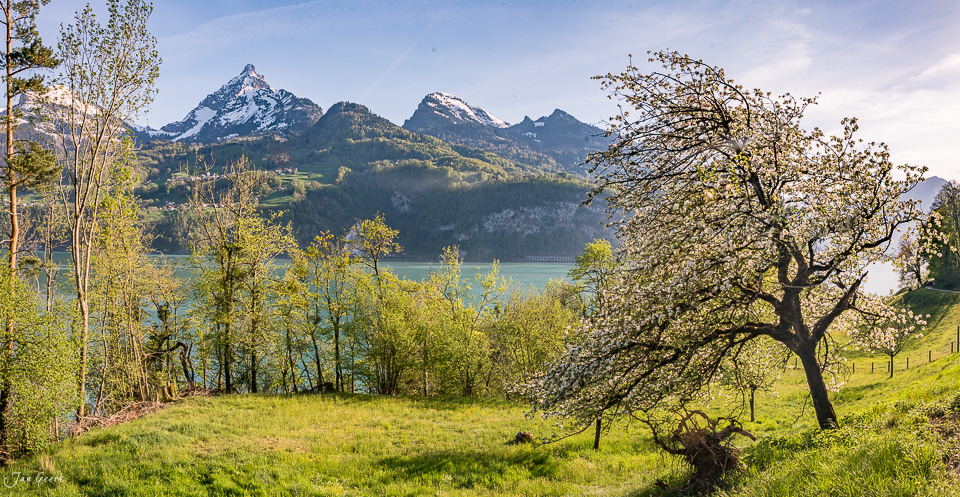 Blühende Obstbäume am Walensee mit verschneiten Bergen im Frühling – Ostschweiz, Jan Geerk Fotograf Basel