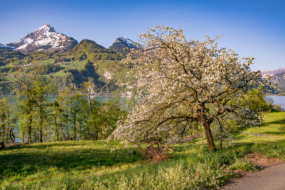 Blühende Obstbäume am Walensee mit schneebedeckten Bergen im Frühling, Ostschweiz – Jan Geerk Fotograf Basel