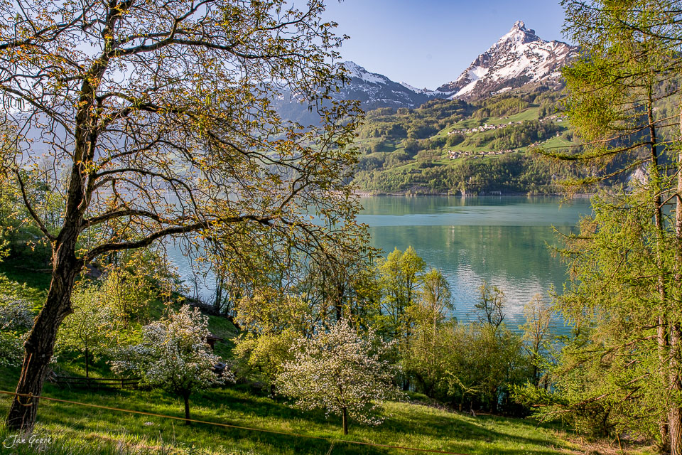 Blühende Obstbäume am Walensee mit schneebedecktem Berg im Frühling, Ostschweiz – Jan Geerk Fotograf Basel