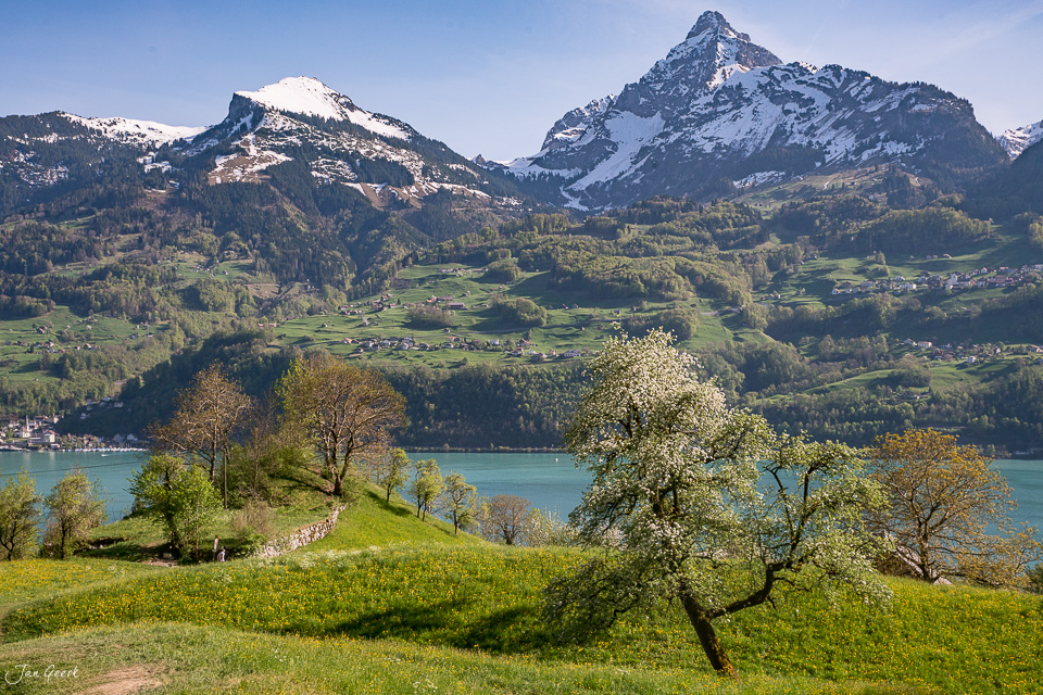 Blühende Obstbäume am Walensee mit schneebedeckten Bergen im Frühling, Ostschweiz – Jan Geerk Fotograf Basel