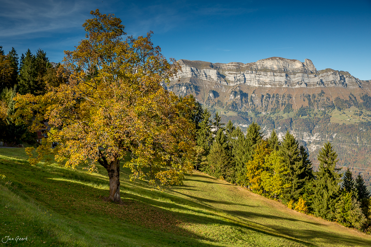 Herbstlicher Laubbaum auf Alpwiese mit Bergpanorama am Flumserberg, Ostschweiz – Jan Geerk Fotograf Basel