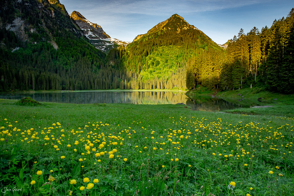 Blumenwiese mit Löwenzahn am Voralpsee bei Sommerlichtem Alpenpanorama Ostschweiz Schweiz – Jan Geerk Fotograf Basel