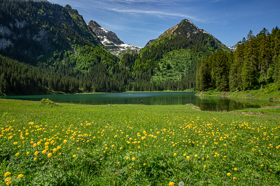 Blühendes Alpenwiesen Idyll am Voralpsee mit schneebedeckten Bergen im Sommer, Ostschweiz – Jan Geerk Fotograf Basel