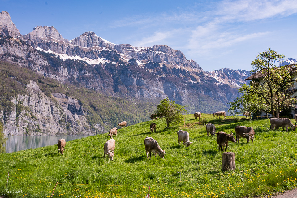 Kühe grasen auf Bergwiese am Walensee mit schneebedeckten Churfirsten Gipfeln im Frühling – Jan Geerk Fotograf Basel Schweiz